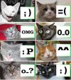 catslanguage.jpg