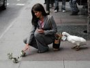 Enten.jpg