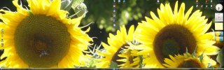 sonnenblumen-in-hd.jpg