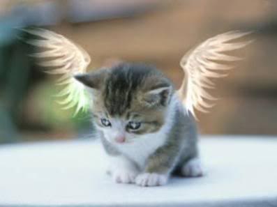 Cat_angel.jpg