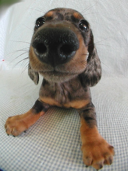 smooth.dachshund-1.jpg